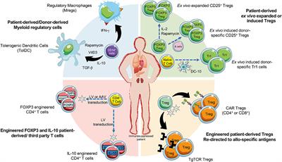 Regulatory Cell Therapy in Organ Transplantation: Achievements and Open Questions